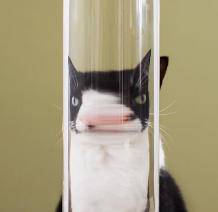 La princesa Chito: la vida creativa de la mayoría ordinaria de los gatos