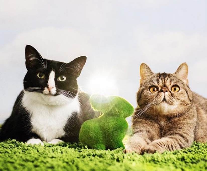 La princesa Chito: la vida creativa de la mayoría ordinaria de los gatos