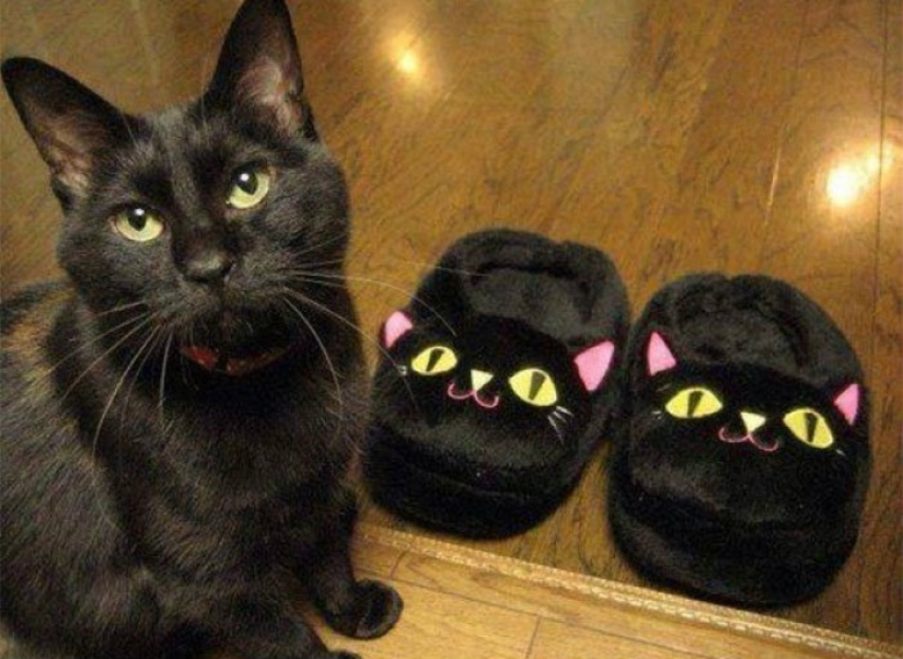 La prolongación de la vida de estos gatos es imposible observar sin reír