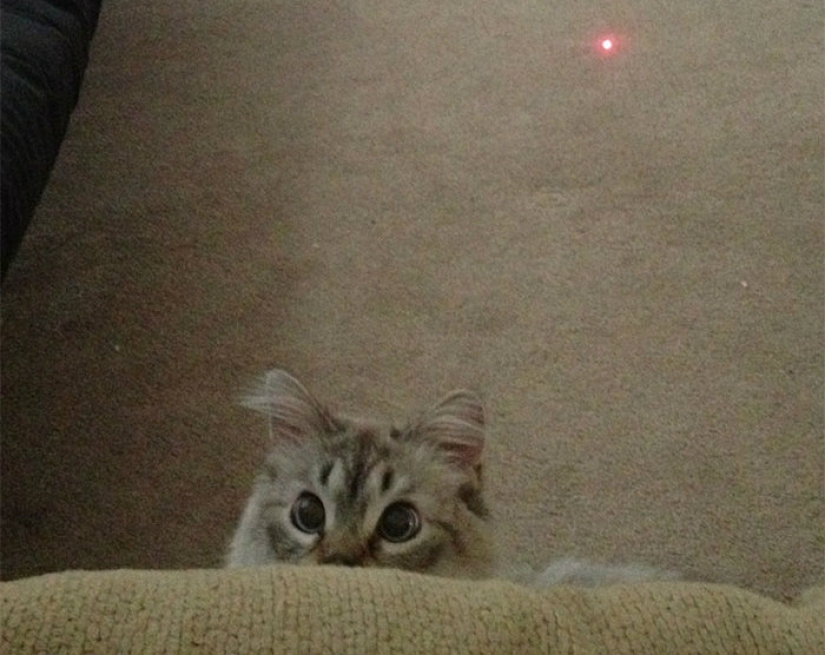 La prolongación de la vida de estos gatos es imposible observar sin reír