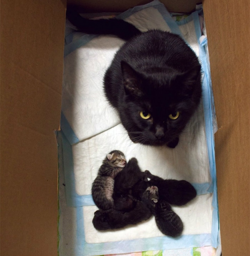 La prolongación de la vida de estos gatos es imposible observar sin reír