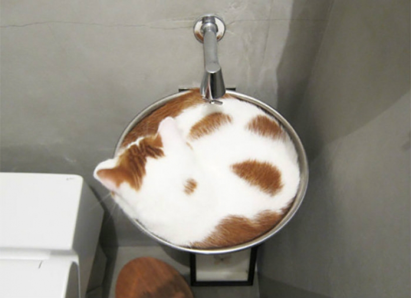 La prolongación de la vida de estos gatos es imposible observar sin reír