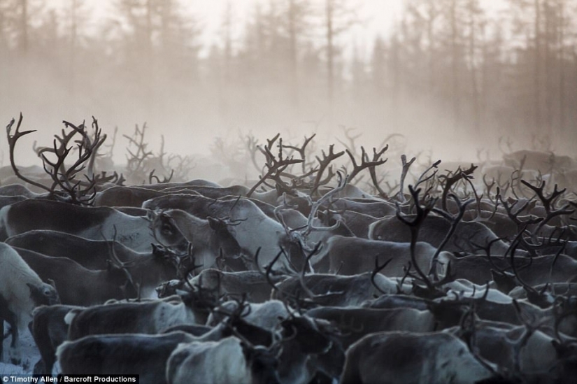 La vida en el congelador: la película fue estrenada en la BBC acerca de la migración de Nenets de los pastores de renos