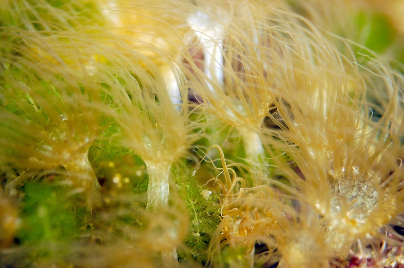 Lago de las medusas Lago de las medusas