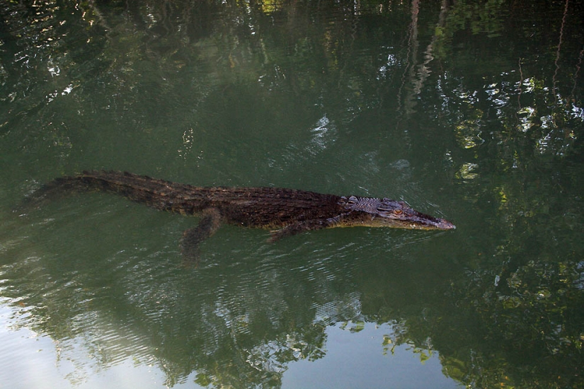 Lago de las medusas Lago de las medusas