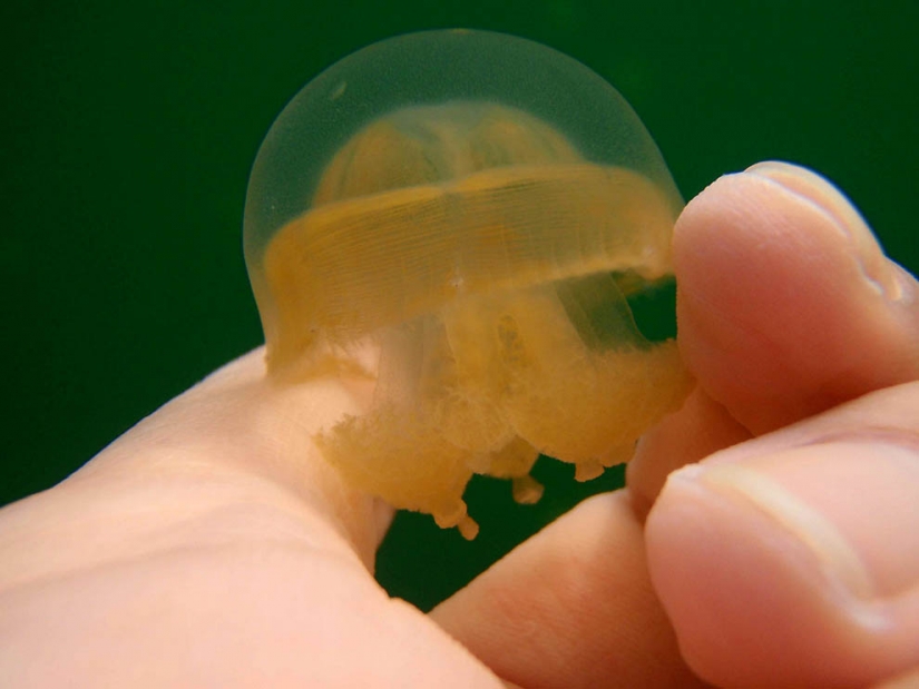 Lago de las medusas Lago de las medusas