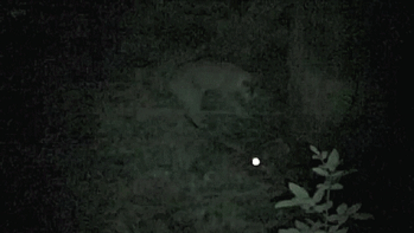 Large cats that just want to do the usual cat chores