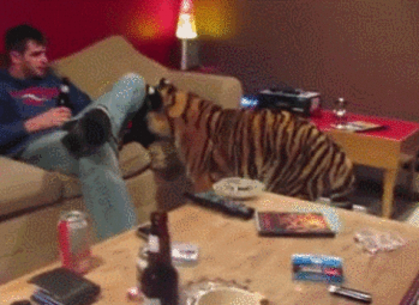 Large cats that just want to do the usual cat chores