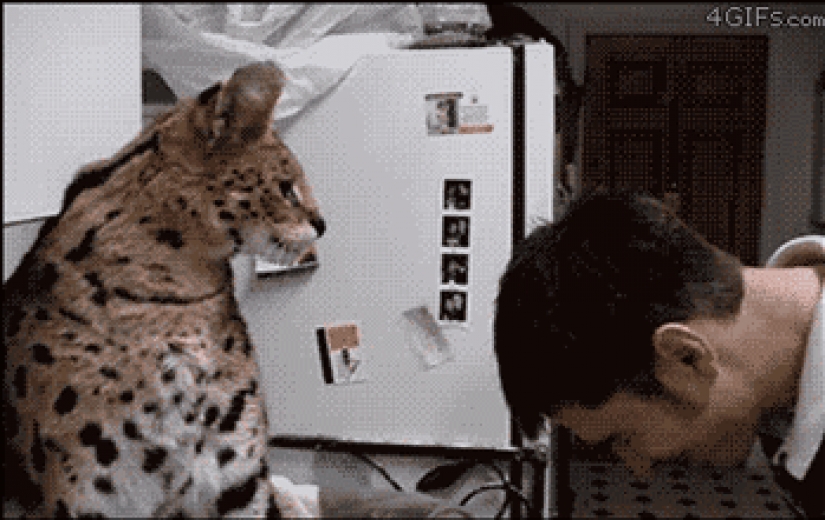 Large cats that just want to do the usual cat chores