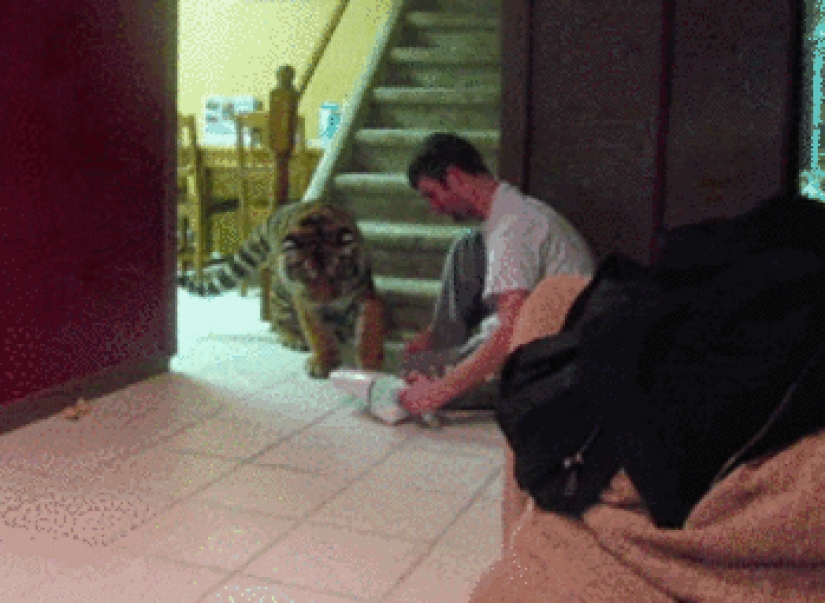 Large cats that just want to do the usual cat chores