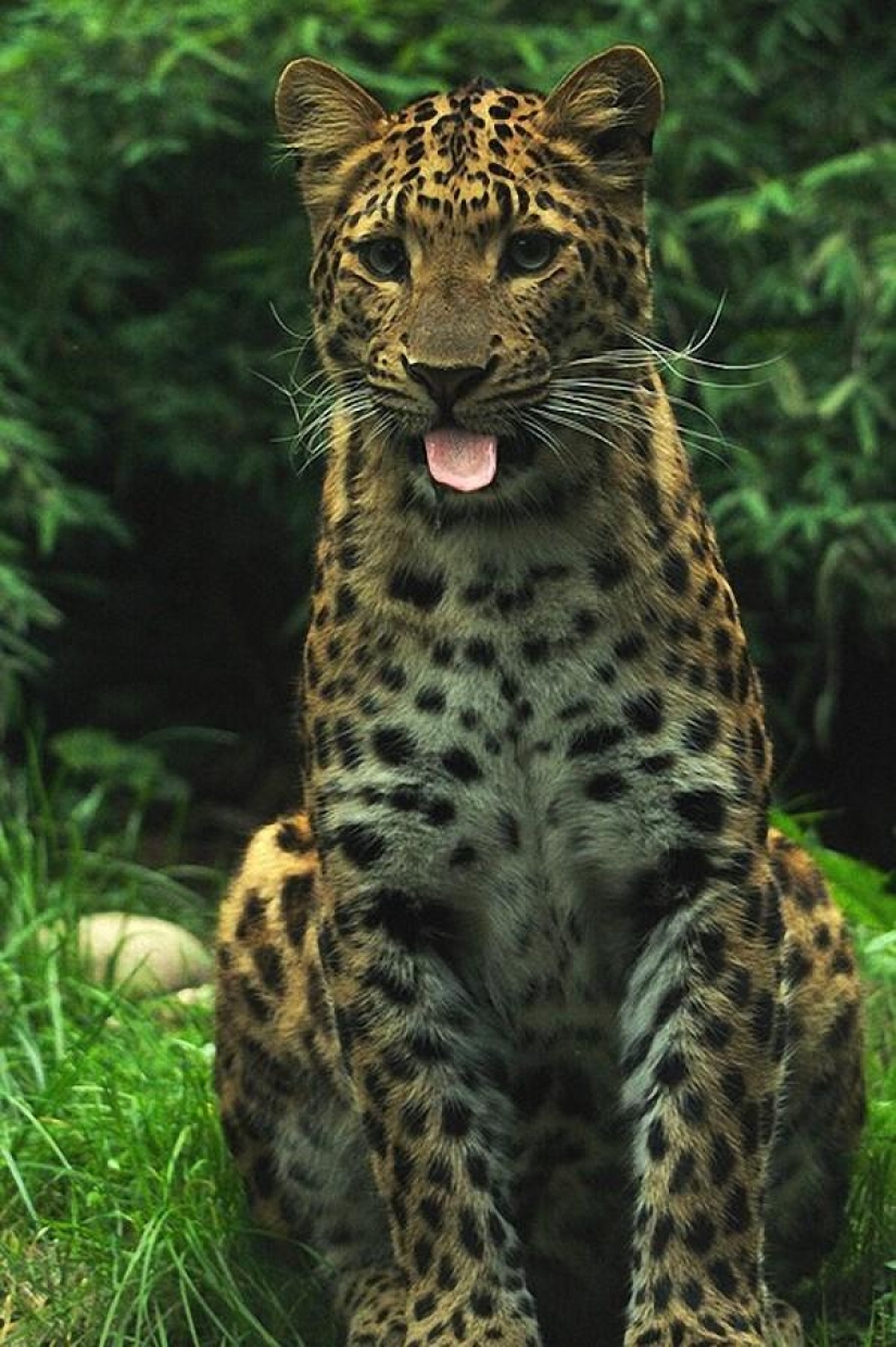 Large cats that just want to do the usual cat chores