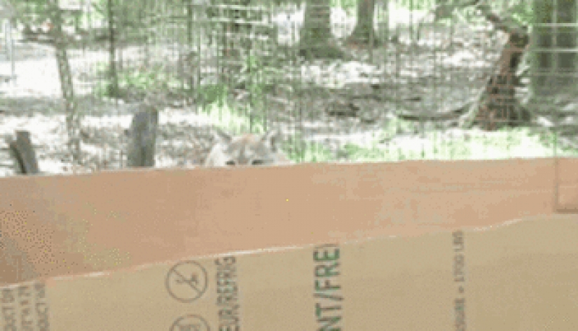 Large cats that just want to do the usual cat chores