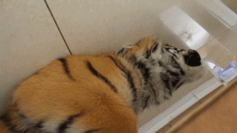 Large cats that just want to do the usual cat chores