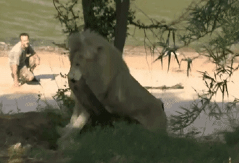 Large cats that just want to do the usual cat chores