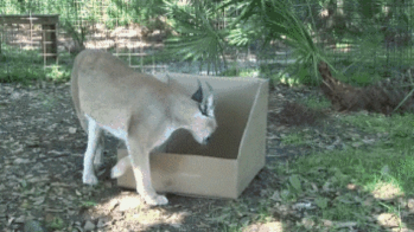 Large cats that just want to do the usual cat chores