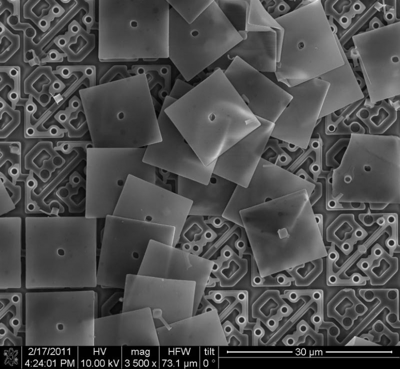 Las fotos tomadas con un microscopio electrónico Las fotos tomadas con un microscopio electrónico