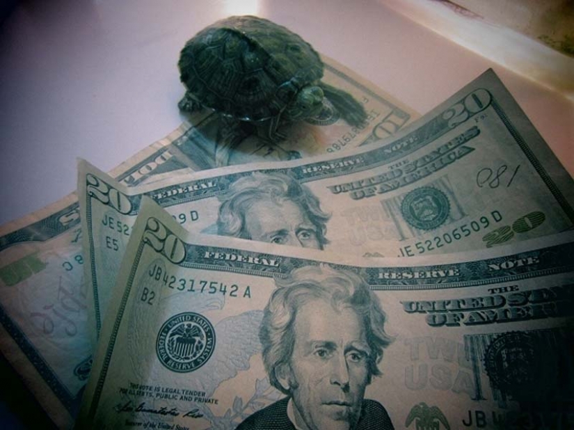 Las tortugas son mejor que los gatos Las tortugas son mejor que los gatos