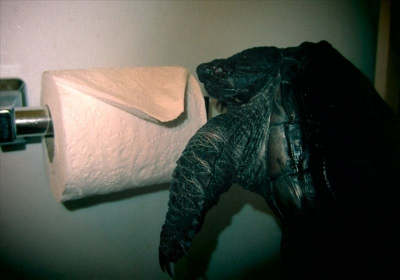 Las tortugas son mejor que los gatos Las tortugas son mejor que los gatos