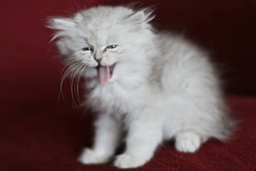 Las tortugas son mejor que los gatos Las tortugas son mejor que los gatos