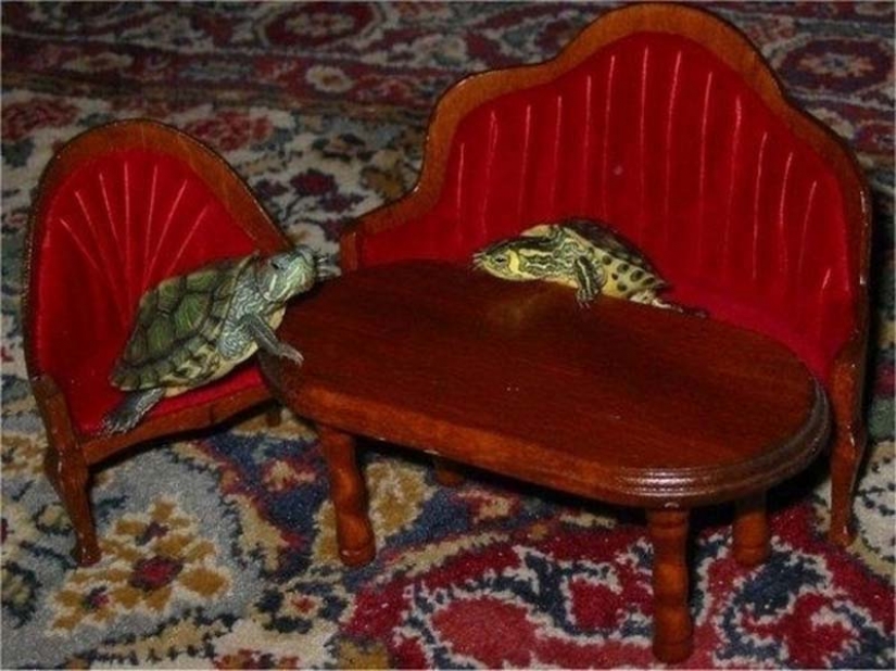Las tortugas son mejor que los gatos Las tortugas son mejor que los gatos