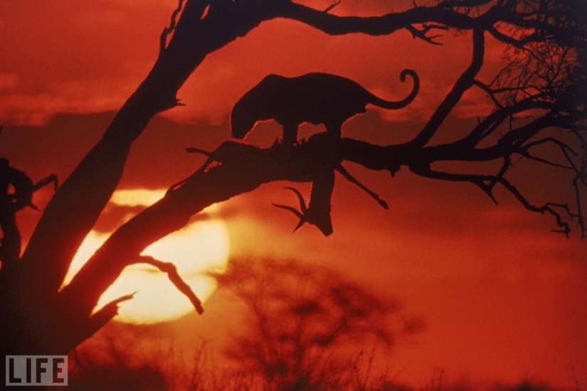 Legendary photo magazine LIFE Legendary photo magazine LIFE