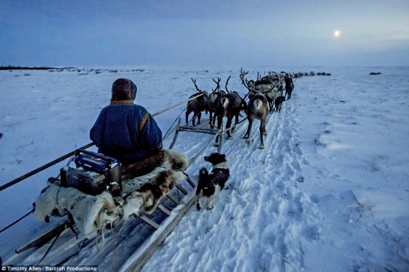 Life in the freezer: the film was released the BBC about migrating Nenets reindeer herders