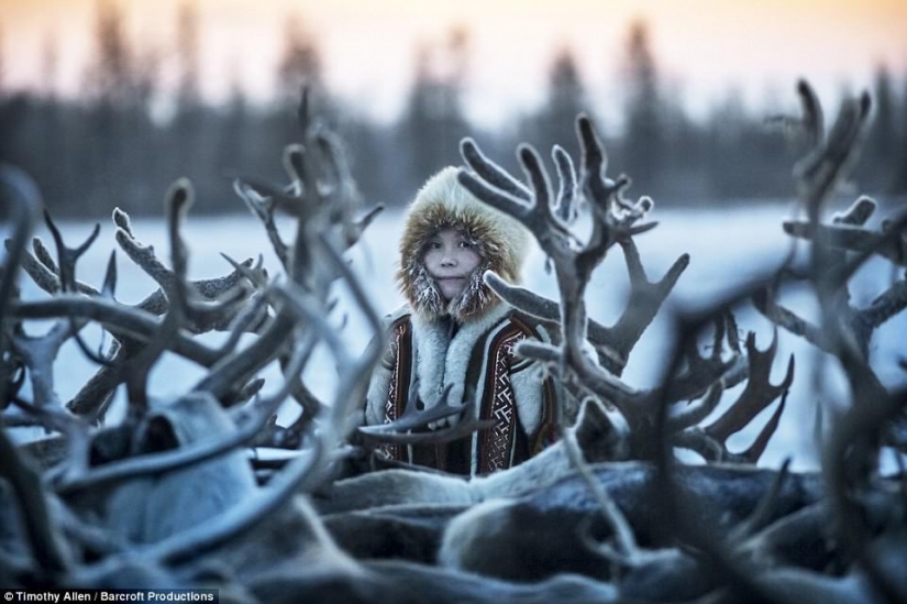 Life in the freezer: the film was released the BBC about migrating Nenets reindeer herders