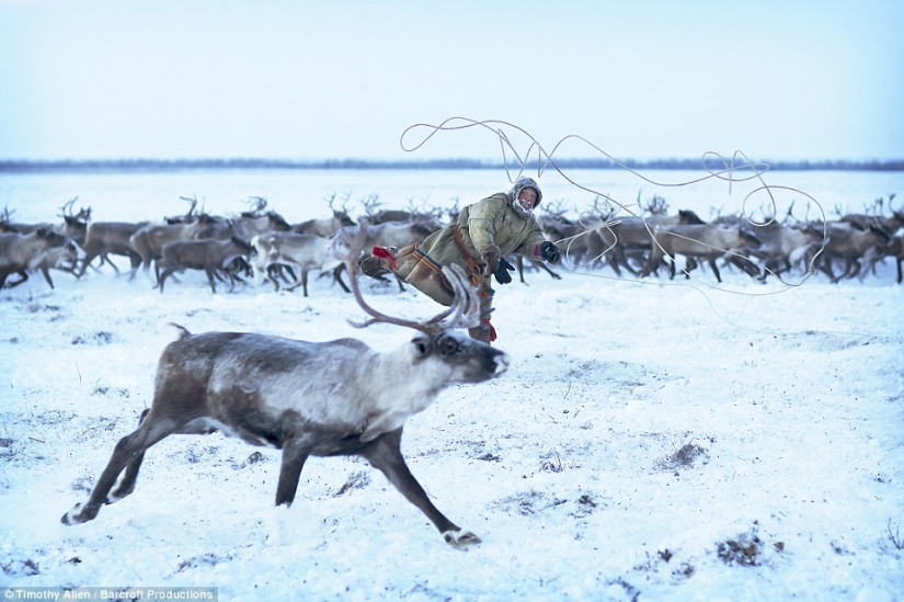 Life in the freezer: the film was released the BBC about migrating Nenets reindeer herders