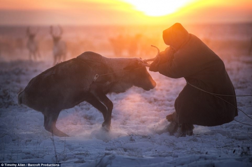 Life in the freezer: the film was released the BBC about migrating Nenets reindeer herders
