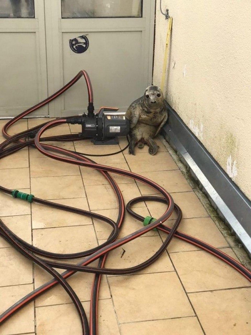 Like Peter, the baby seal tried to escape and became a meme Like Peter, the baby seal tried to escape and became a meme