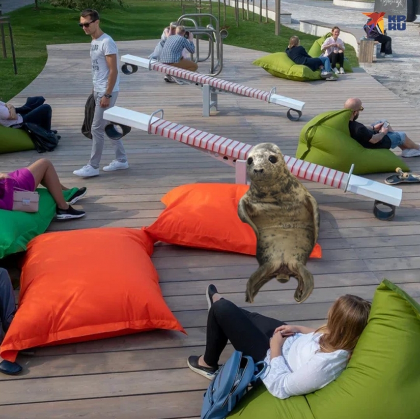 Like Peter, the baby seal tried to escape and became a meme Like Peter, the baby seal tried to escape and became a meme