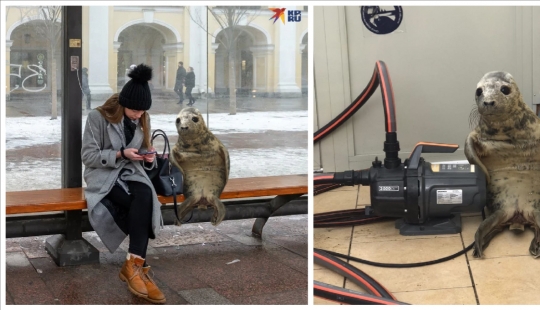 Like Peter, the baby seal tried to escape and became a meme Like Peter, the baby seal tried to escape and became a meme