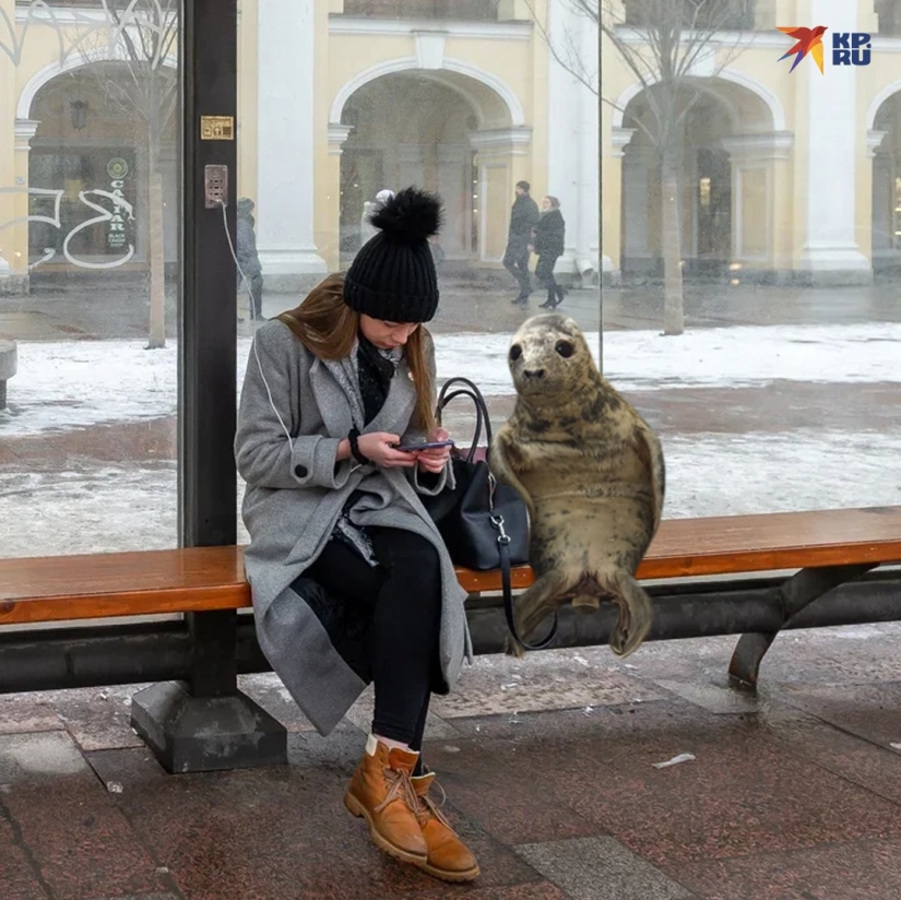 Like Peter, the baby seal tried to escape and became a meme Like Peter, the baby seal tried to escape and became a meme