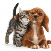 Lindo Mascotas adorables fotos por Mark Taylor