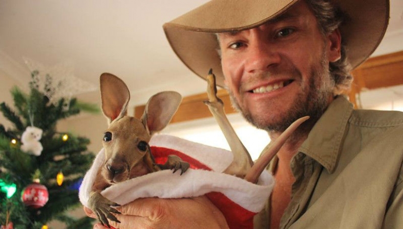 Little kangaroos left to die in the bag dead mother until he comes