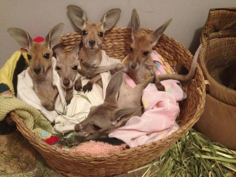 Little kangaroos left to die in the bag dead mother until he comes