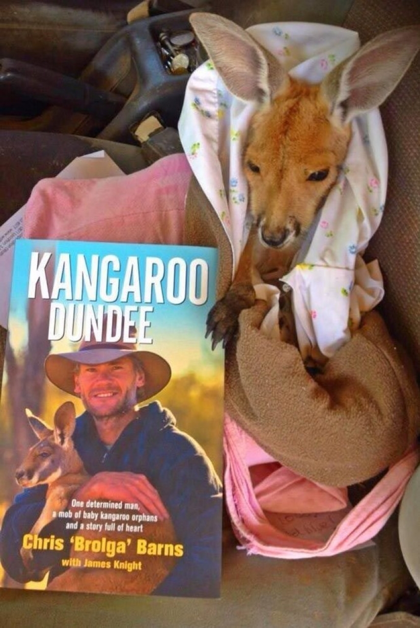 Little kangaroos left to die in the bag dead mother until he comes