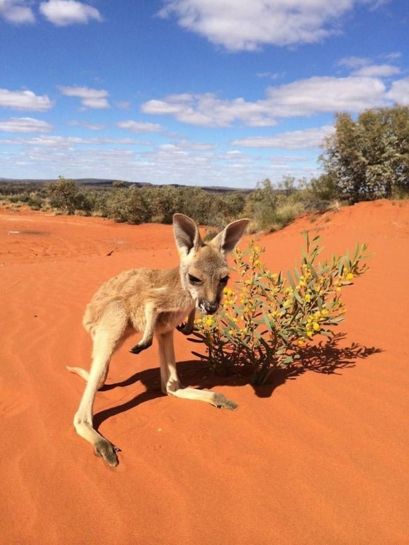 Little kangaroos left to die in the bag dead mother until he comes