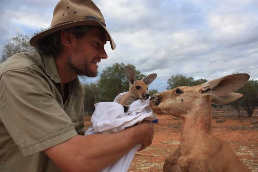 Little kangaroos left to die in the bag dead mother until he comes