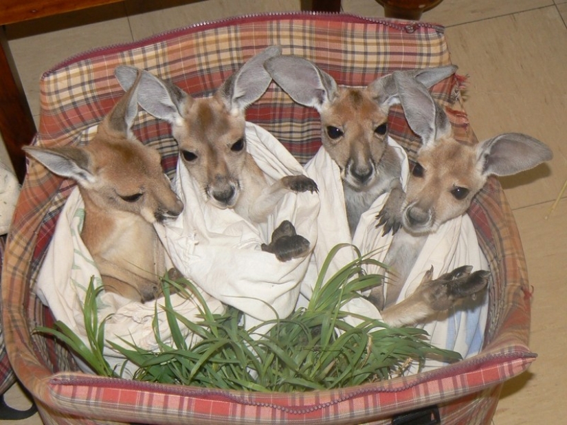 Little kangaroos left to die in the bag dead mother until he comes