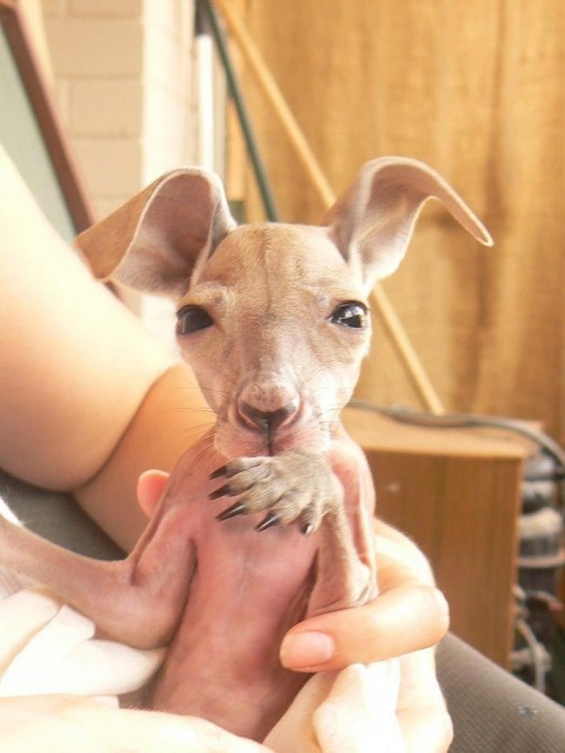 Little kangaroos left to die in the bag dead mother until he comes