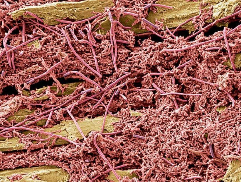 Lo que acecha en su boca, muy de cerca