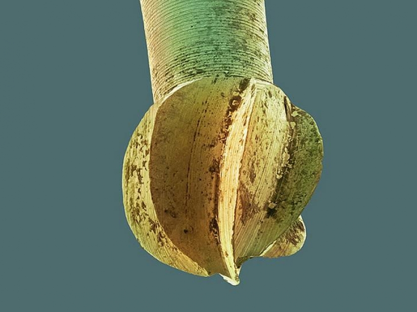 Lo que acecha en su boca, muy de cerca