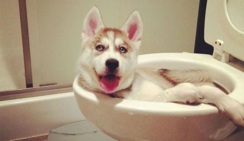 Lo que el perro, cuando los dueños no están en casa