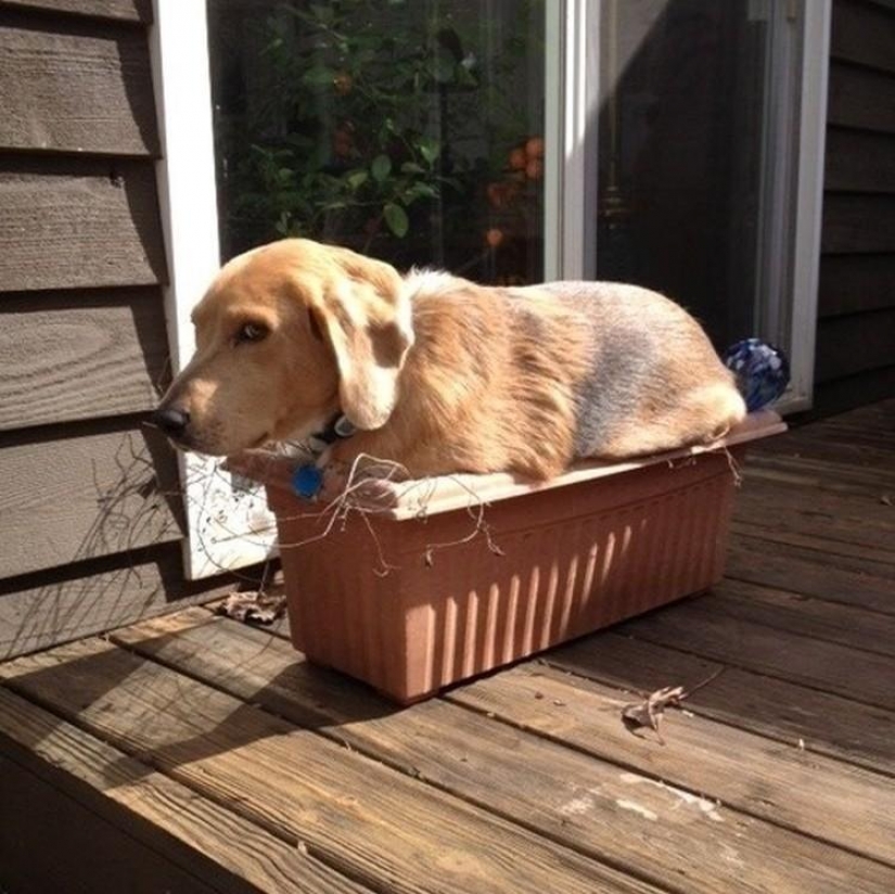 Lo que el perro, cuando los dueños no están en casa