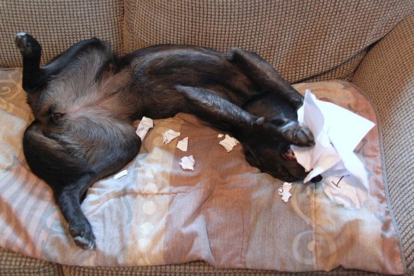 Lo que el perro, cuando los dueños no están en casa