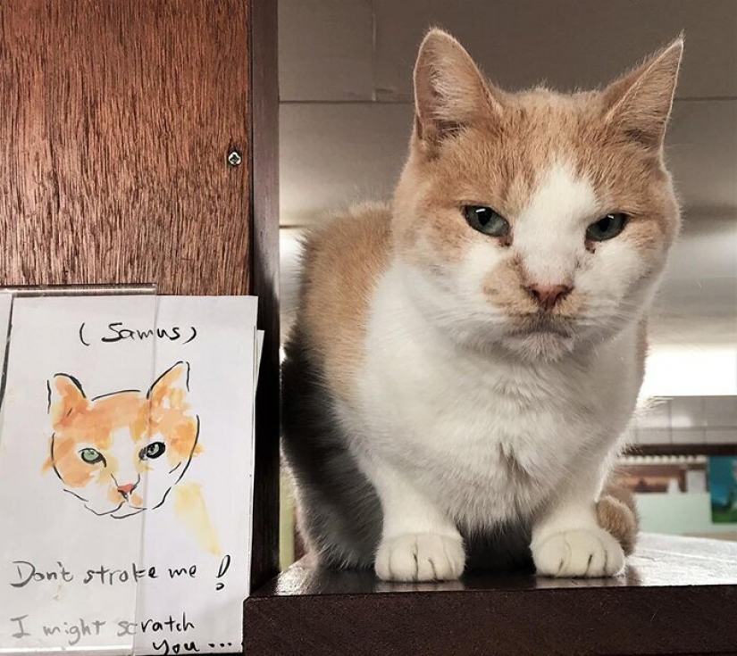 Looks like the world's only floating cat shelter