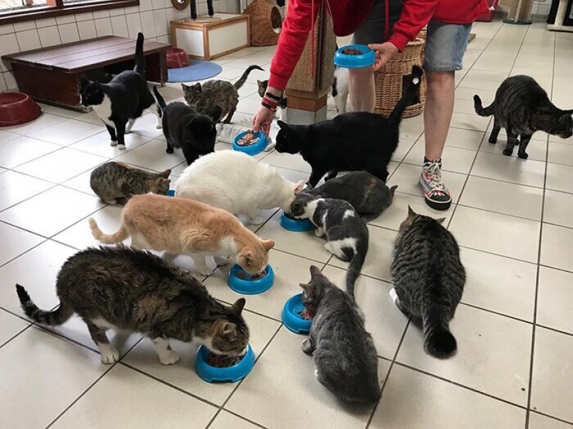 Looks like the world's only floating cat shelter