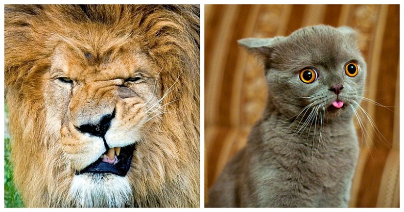 Los animales que no estaban listos para la sesión de fotos