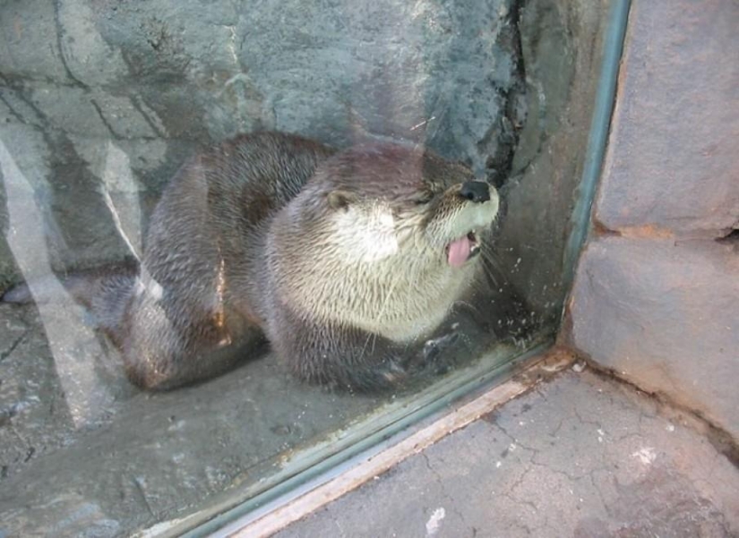 Los animales que no estaban listos para la sesión de fotos